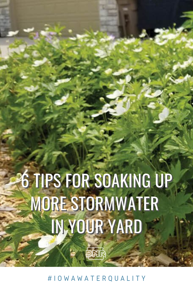 Soak up more water in your yard to help prevent erosion and flooding in your lawn and home, as well as keeping polluted runoff from going down the stormdrain with these 6 tips | Iowa DNR 